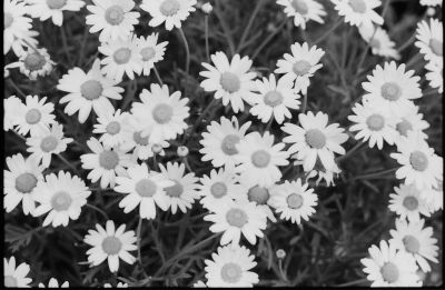 Réalisé avec Canon A1, objectif 1,4-50mm 
Mots-clés: Fleur Margueritte