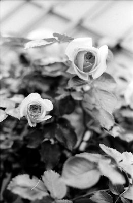 La face des roses
Réalisé avec Canon A1, objectif 1,4-50mm 
Mots-clés: Roses Fleur