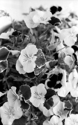 Réalisé avec Canon A1, objectif 1,4-50mm 
Mots-clés: Fleur rosé