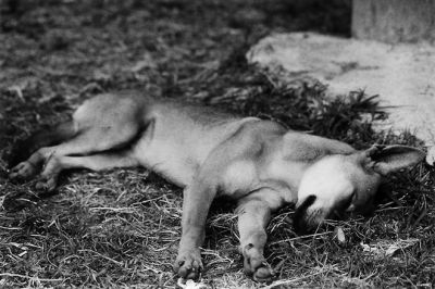 Chien
Abandonne, comme beaucoup...

Fujipress 800
