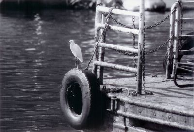 Figure de proue
Si quelqu'un peut me dire la race de cette bete la, je completerai avec plaisir la description.

L'oiseau se tient sur le pneu qui sert de pare choc a l'avant d'un ferry pour scooters...

Fujipan 100
