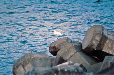 Oiseau marin
Sur la digue d'entree au port
