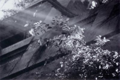 Rayons
Voila, je ne savais pas dans quelle categorie poster. Scan de tirage labo, brut, pas recadre, pas retouche. Fujipan 100
