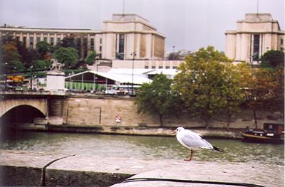 Mouette ?  Paris
nikon F65
