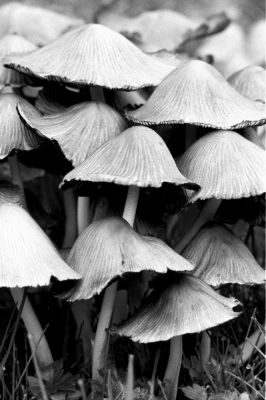 Champignons ?  foison
Nikkormat placé au ras du sol. Trépied inversé. Déclencheur souple. Ciel couvert. 105mm micro-nikkor 1/15sec ?  f/11. Ilford FP4+. Rodinal-Agefix. 
Champignons photogéniques et indigestes!!! Il y en avait sur plusieurs mètres, ils demandaient ?  être pris en photo!!
Mots-clés: macro    proxi