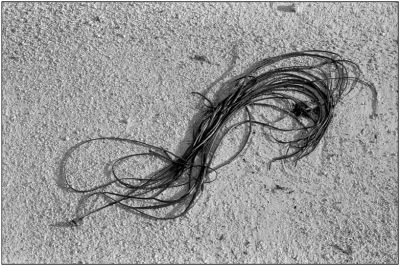 Algues
Algues sur la plage de Brignogan. Ilford HP5 + XTOL
Mots-clés: Algue Plage Mer
