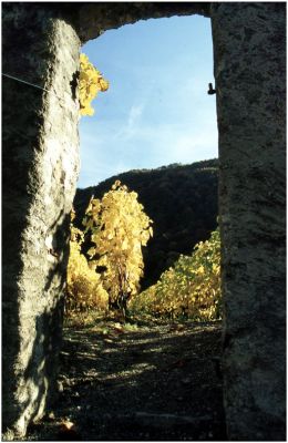 Chateau d'Oex
Vignes au Chateau d'Oex en Suisse.
Diapo sensia 100
