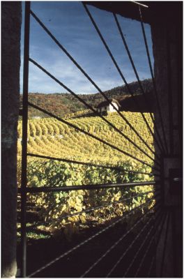 Vignes au Chateau d'Oex en Suisse
Diapo sensia 100
