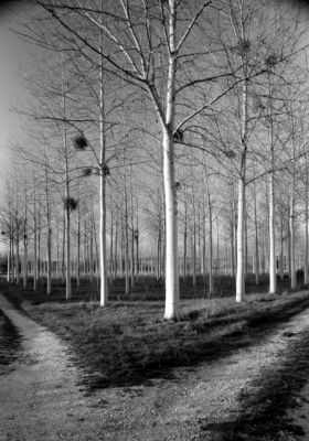 Les bouleaux
Mots-clés: Arbre Bouleaux