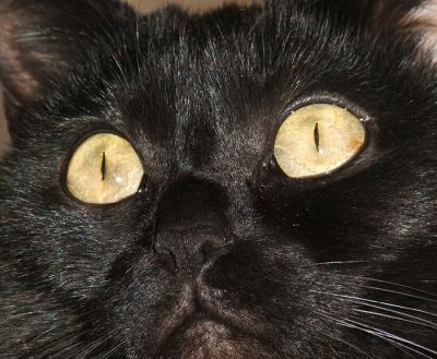 Isis, mon chat
Pas facile d'attirer le regard d'un chat, mieux vaut l'aide d'un clown, en l'occurence mon fils juché derrière moi sur une chaise. Le choix d'un cadrage très serré permet d'éviter le décor.
Zenit 12 + Helios et une bague de 12mm , fuji 100 asa
