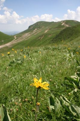 fleur du puy de Dôme
