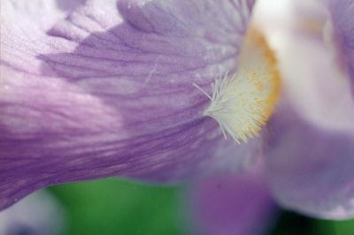 pistil
