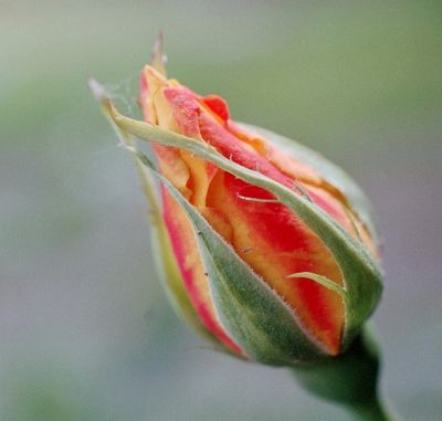 rose
