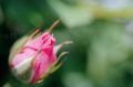 rose2.JPG