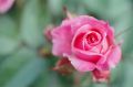 rose3.JPG