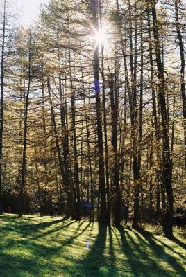 Contre jour dans les mélèzes
