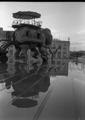 un éléphant dans la ville
