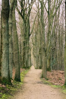 Une allée dans la forêt de Chevreuse
Mots-clés: forêt