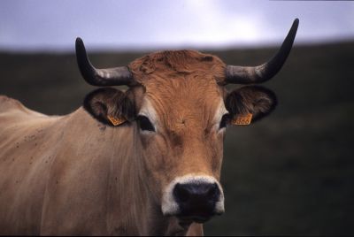 Vache_aubrac
Portrait de vache Aubrac
Sensia, Nikon

