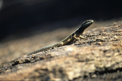 Lezard
Lézard malgache se prélassant au soleil
Sensia, Nikon
