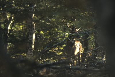 Cerf
Cerf pendant le brâme sur l'Aubrac
Sensia, Nikon
