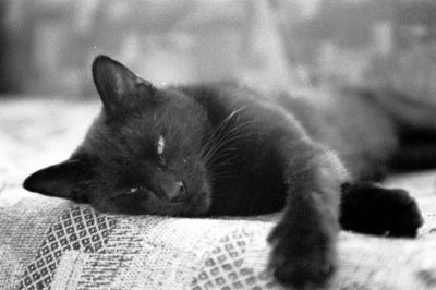 Nouchette
Nouchette, une chatte comme tant d'autres
Mots-clés: Chat