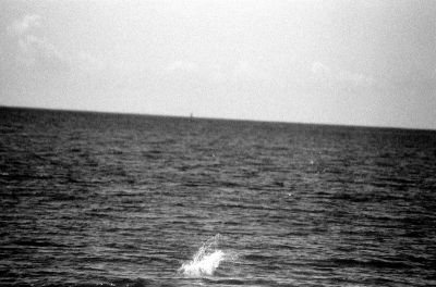 Porto_Rico_rate
On aurait dû voir un pélican plongeant dans l'eau ...........
