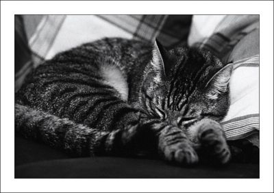 Tigrou
