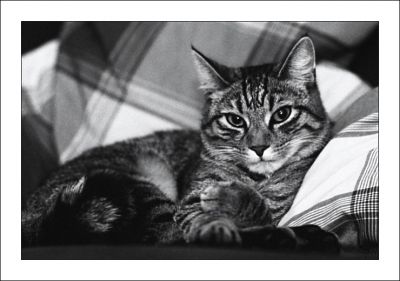 Tigrou
