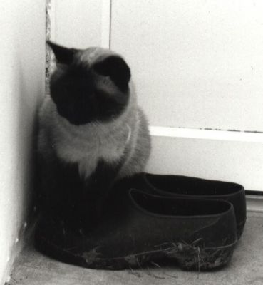 chat au pas de la porte
il s'agit d'un chat assis sur une vieille paire de chaussure au pied d'une porte
Mots-clés: chat