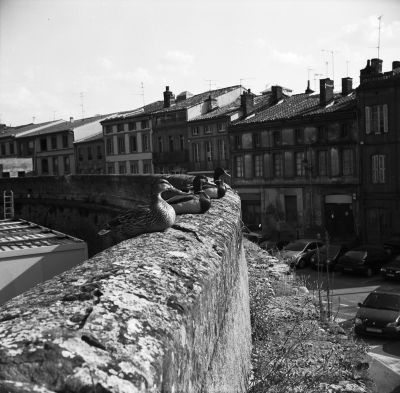 Canard sur mur
