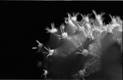 Cactus rouge
