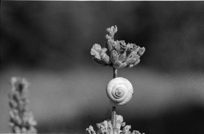 Bouquet Garni
