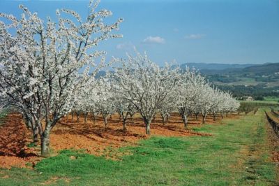 Temps des cerises
