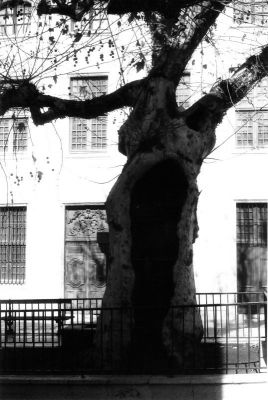 Arbre du Septier
L'arbre eventré fait tout le charme de cette place
