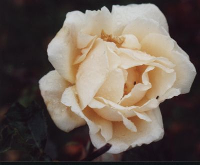 Rose blanche
