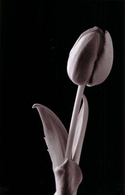 tulipe
scan de tirage
