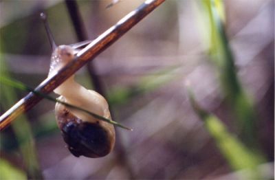 escargot grimpe grimpe...
