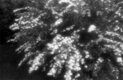 2009-05-V039cut.jpg