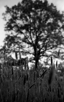2010_05_VII417tredim.jpg