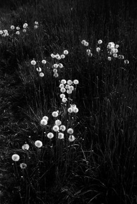 2010_05_VII422tredim.jpg