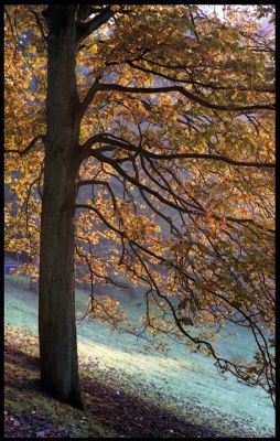 ParcWoluweA
Automne2008-Parc de Woluwe St Pierre.
Mots-clés: Arbre Automne