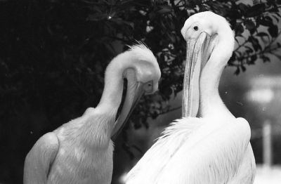 au zoo
Pelicans
Nikkon f801 Nikkor 200 f4 kodak+x 125

