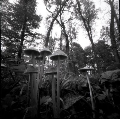 Sous bois
Zeroimage 2000, across 100, 2mn
Mots-clés: zeroimage