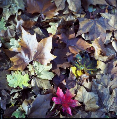 Lumineuses
Salyut S et portra 160VC, 1/60s à f:8
Mots-clés: Salyut-S Portra 160VC