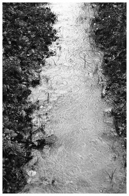 Rainy Day
OM-2n, HP5

