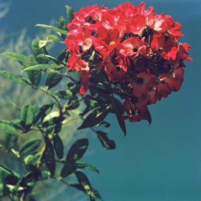 blossom
salyut-s portra 100 VC
