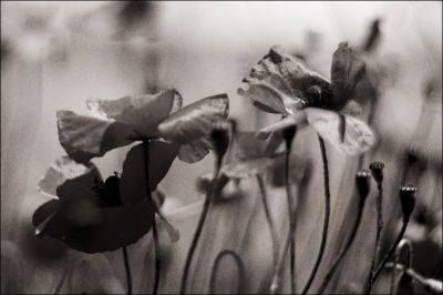 Coquelicots
Scan5_17-Helios40-2-coquelicots_TriX.jpg
Coquelicots en n&b avec virage sepia.
Mots-clés: Coquelicots TriX Helios 40-2