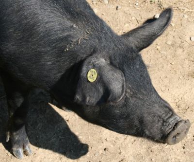 cochon-noir.jpg
