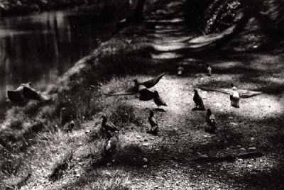 Envol de Pigeons
Pour prendre l'envol, je me suis approché doucement puis j'ai tappé du pied un grand coup pour leur faire peur... pauvres bêtes !

Minolta XD-5
Rokkor MD 50/1,7
Ilford HP5
Mots-clés: pigeon xd5 hp5